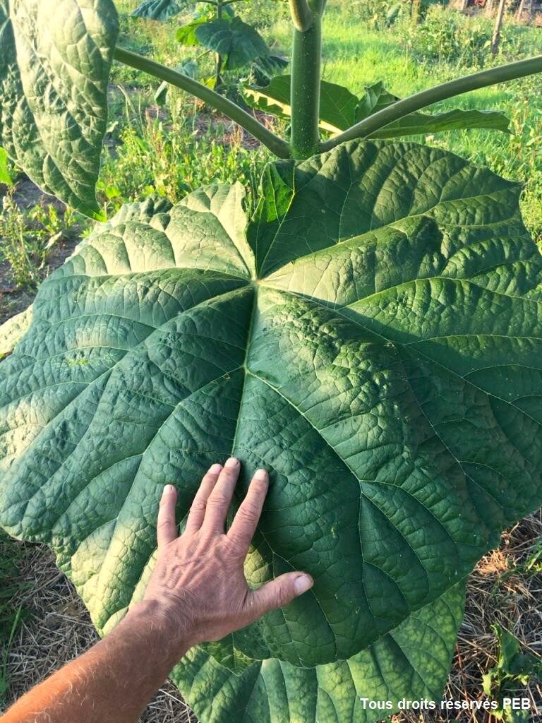 main Jacky Dasquet PEB sur feuille paulownia shantong planté en 2019 3 mois après coppicing