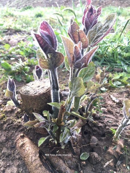 2020 sortie après Coupe technique (coppicing) Paulownia En Béarn