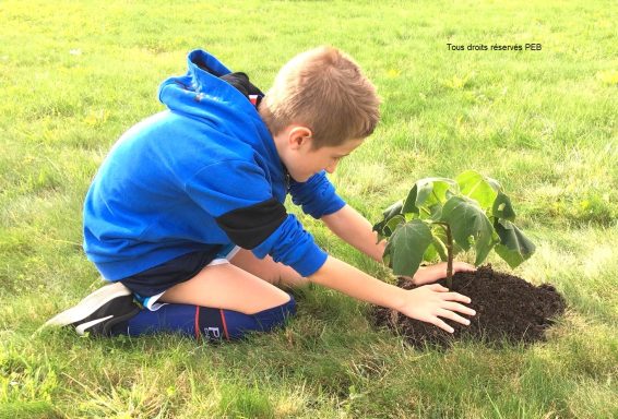 mai 2019 plantation premier paulownia PEB