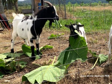 Les ovins et caprins raffolent des feuilles