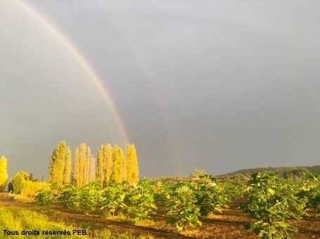 PEB Méthode d'irrigation, fréquence d'arrosage, quantité d'eau paulownia