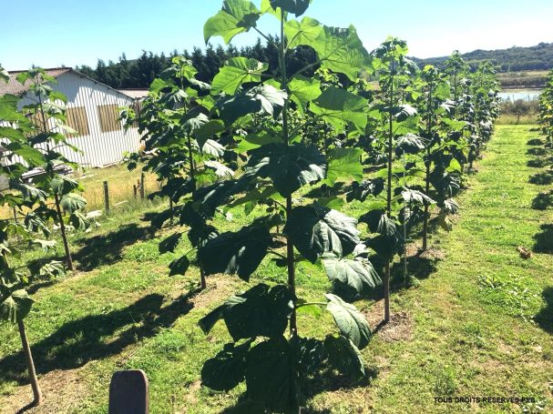 plantation paulownia 2 ans