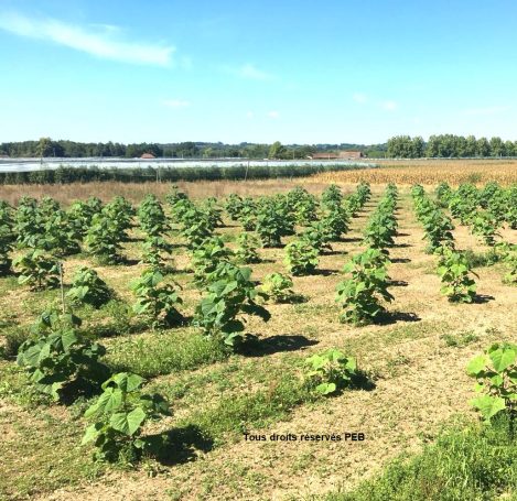 2019 paulownia en béarn 2 mois 