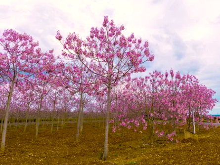 paulownia en fleurs