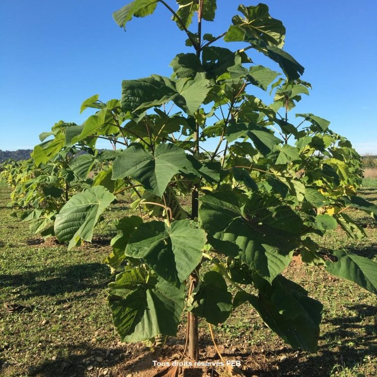 que faire des gourmands de paulownia peb formation