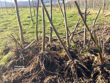 PEB paulownia Plants, stumps, boutures,  comment les planter et les protéger  