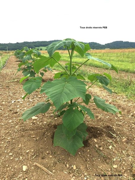 Paulownia PEB 4 mois 