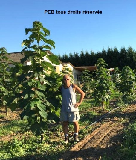 Jacky Dasquet avec ses arbres de 4 mois après copiccing chez paulownia en béarn